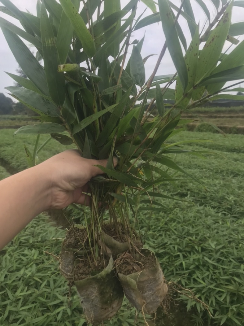 楠竹一年苗30公分