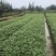 楠竹一年苗30公分