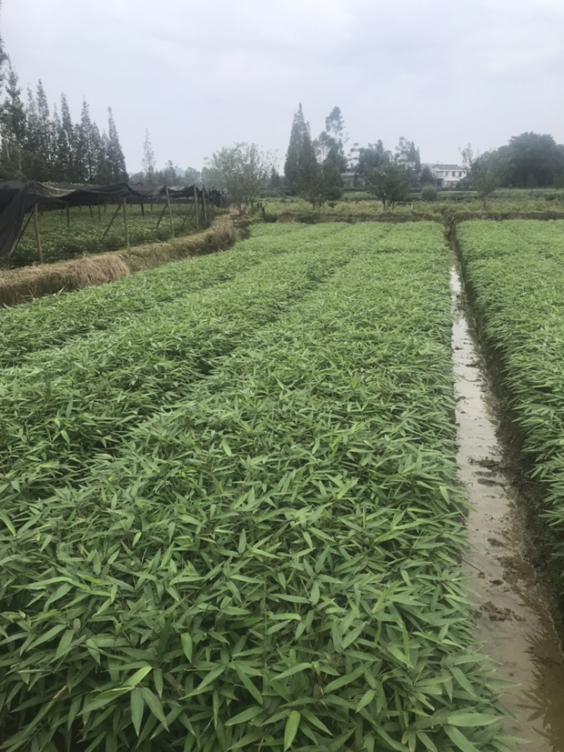 楠竹一年苗30公分
