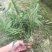 楠竹一年苗30公分