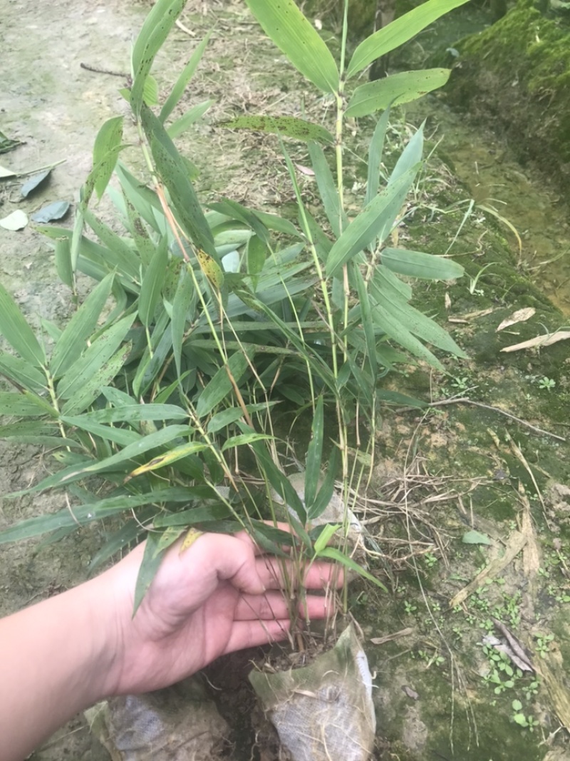 楠竹一年苗30公分