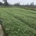 楠竹一年苗30公分