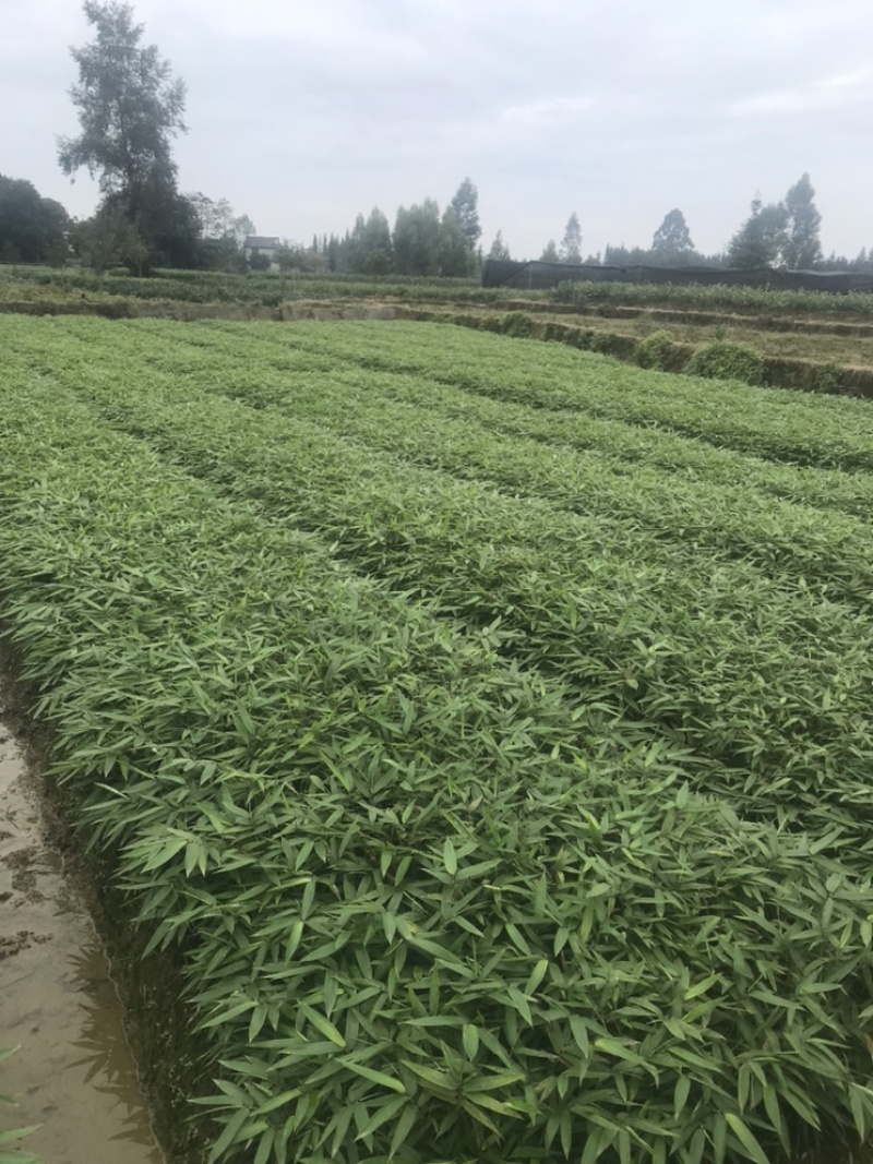 楠竹一年苗30公分