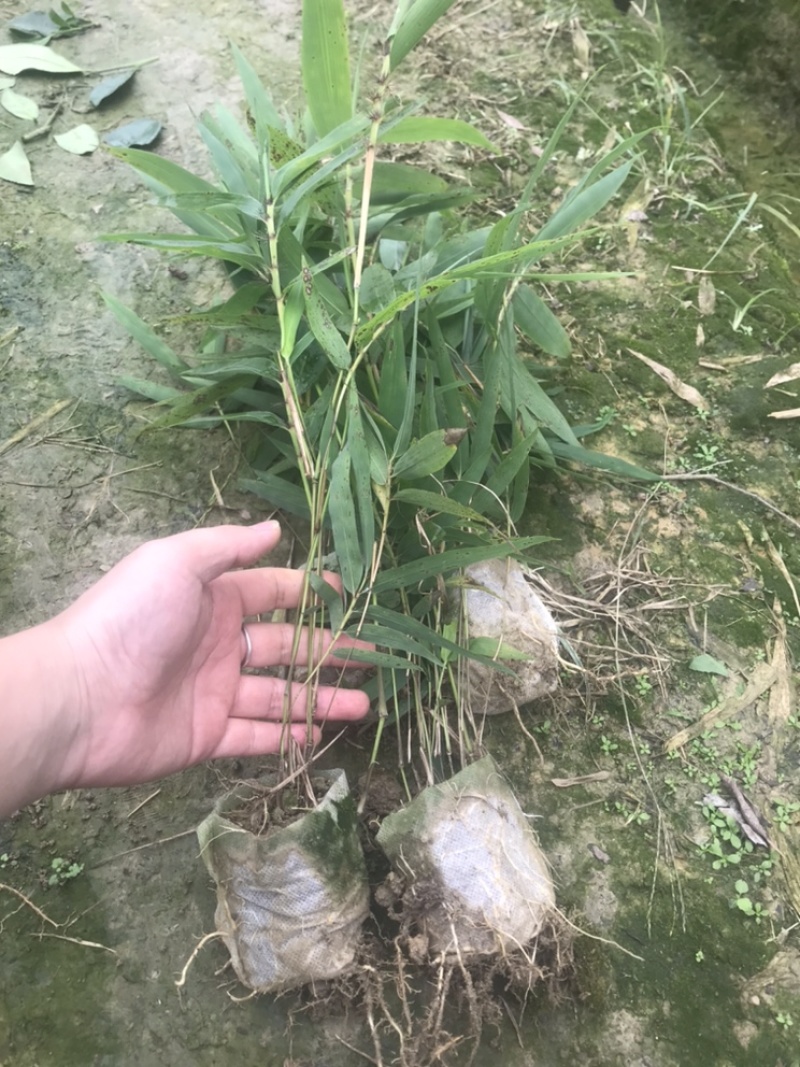 楠竹一年苗30公分