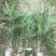 楠竹一年苗30公分