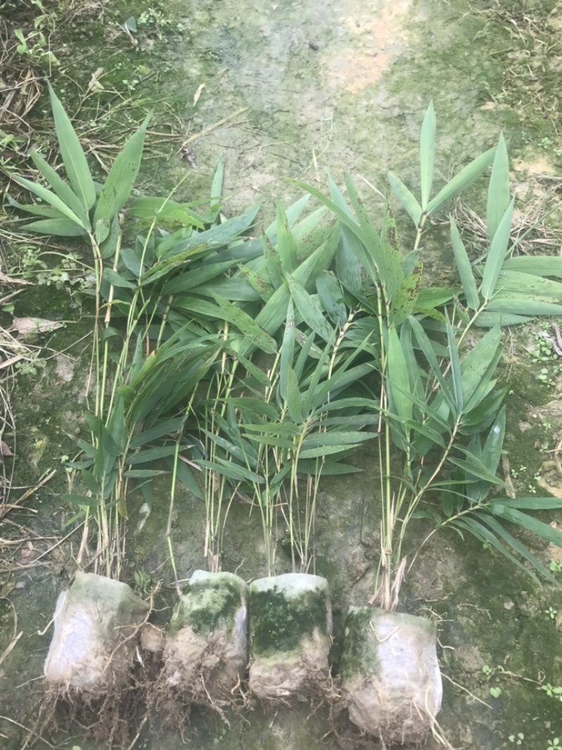 楠竹一年苗30公分