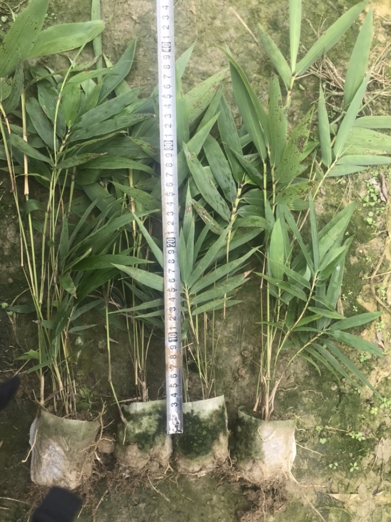 楠竹一年苗30公分