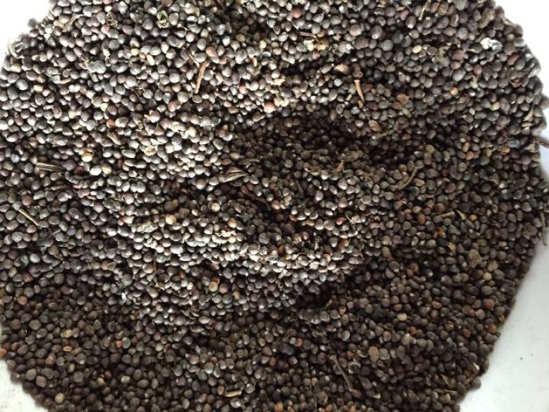 甘肃天水紫苏籽。新荏籽大量有货。都是今年新货