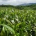 中低端大叶种绿茶、不赚多少钱，走量为主！