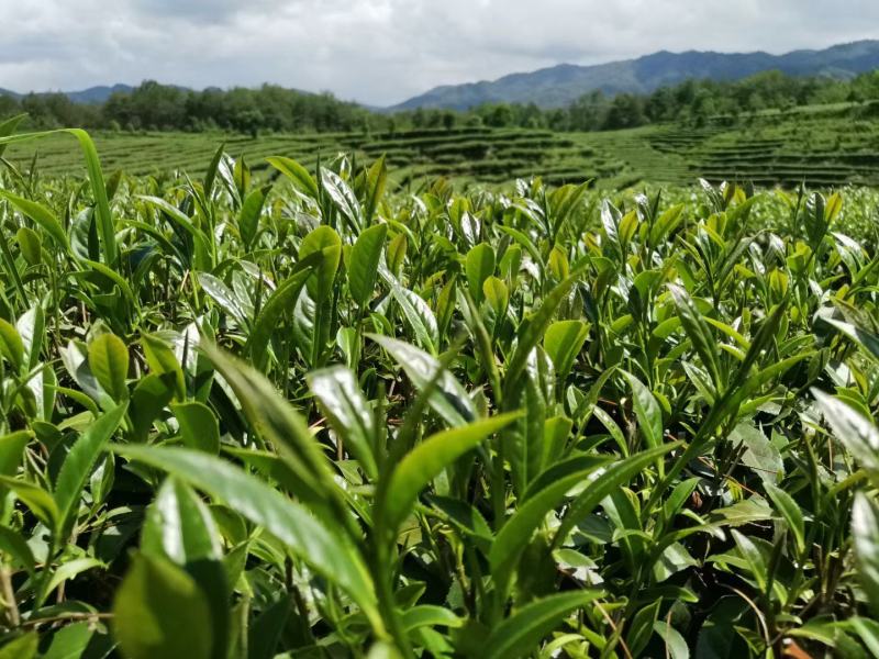中低端大叶种绿茶、不赚多少钱，走量为主！