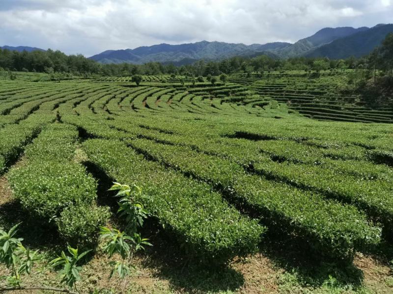 中低端大叶种绿茶、不赚多少钱，走量为主！