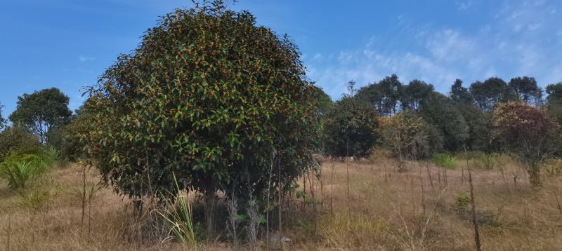 供应冠幅3米精品桂花