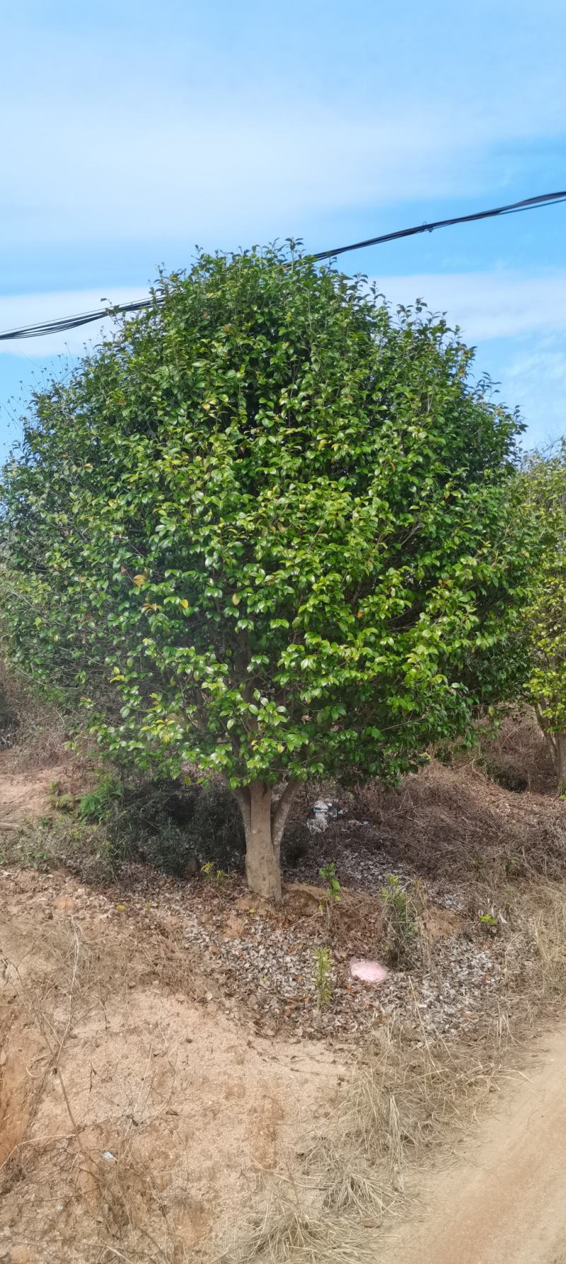 供应冠幅2米以上茶花