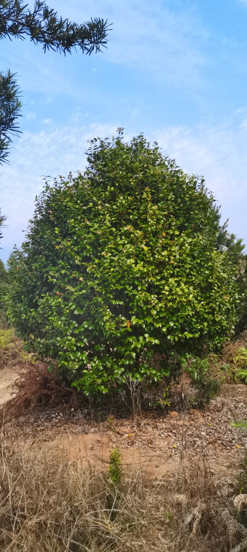 供应冠幅2米以上茶花