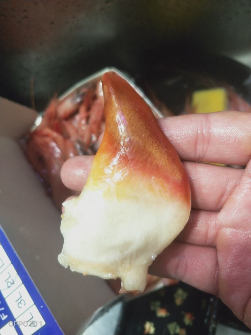 加拿大北极贝