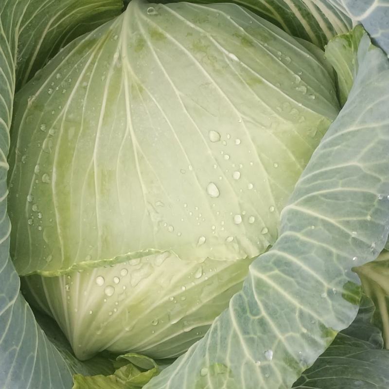 绿圆薄皮（松包菜)