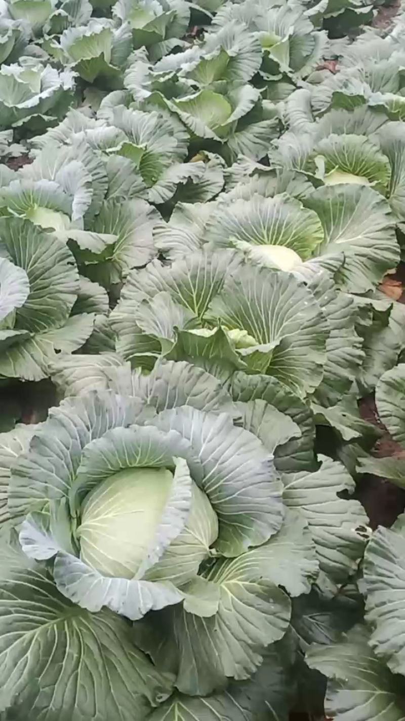 绿圆薄皮（松包菜)