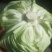 绿圆薄皮（松包菜)