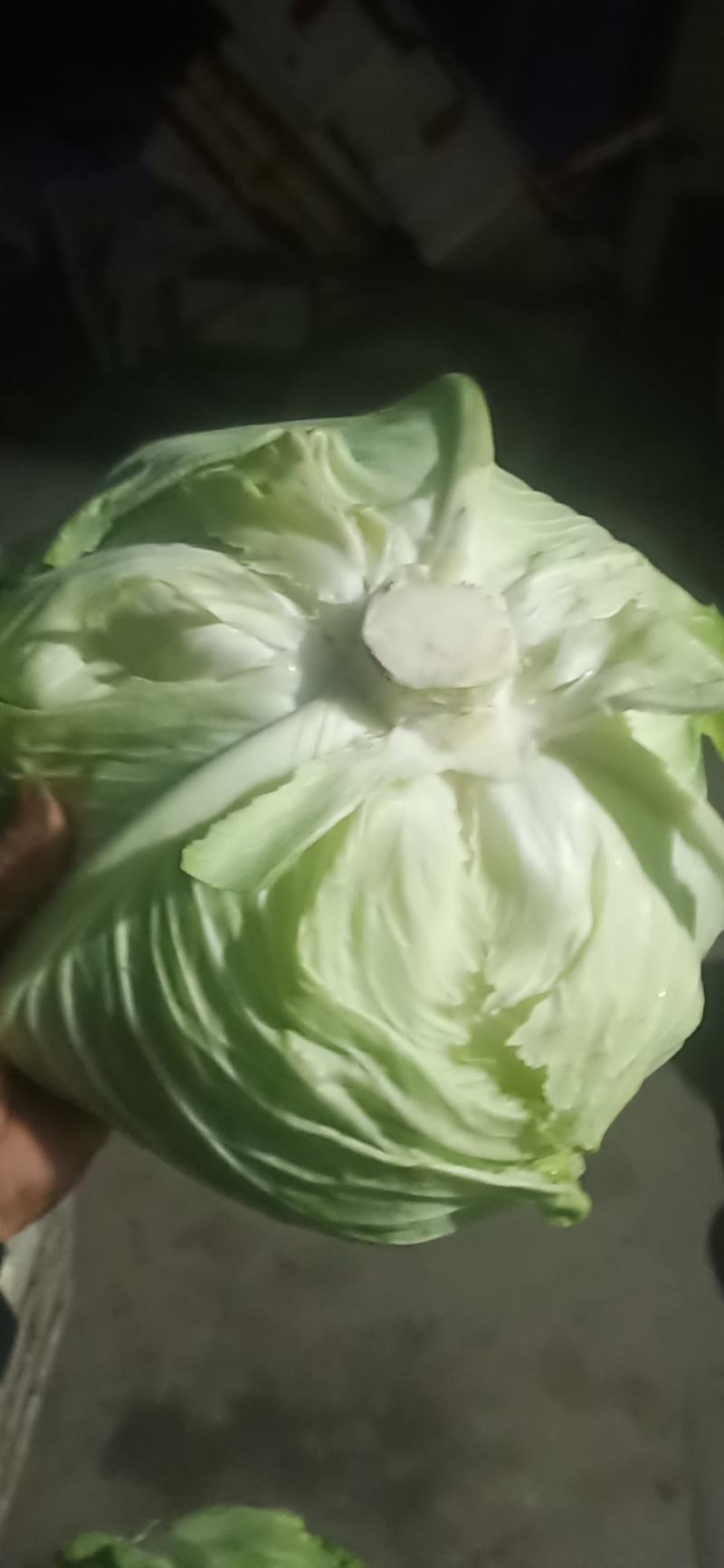 绿圆薄皮（松包菜)