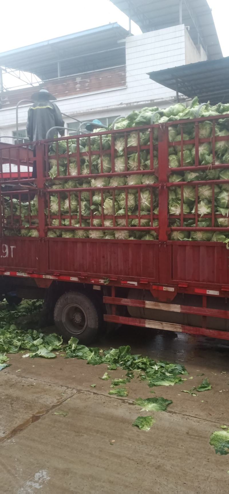 绿圆薄皮（松包菜)