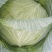 绿圆薄皮（松包菜)