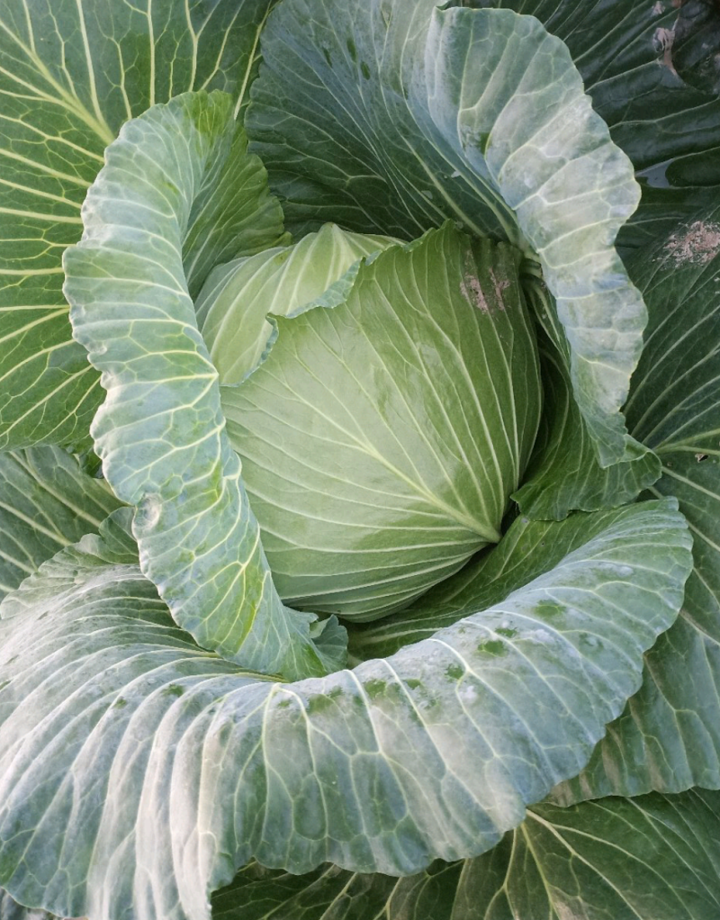 绿圆薄皮（松包菜)