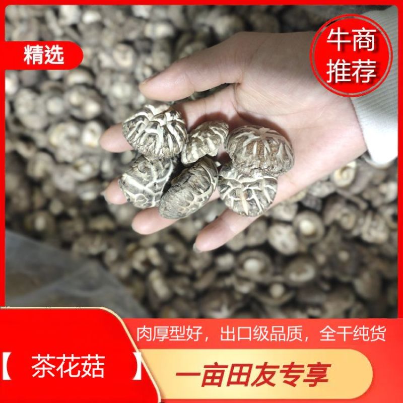 2023产地一手货源精品茶花菇干香菇肉厚型好
