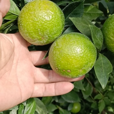 皇帝柑