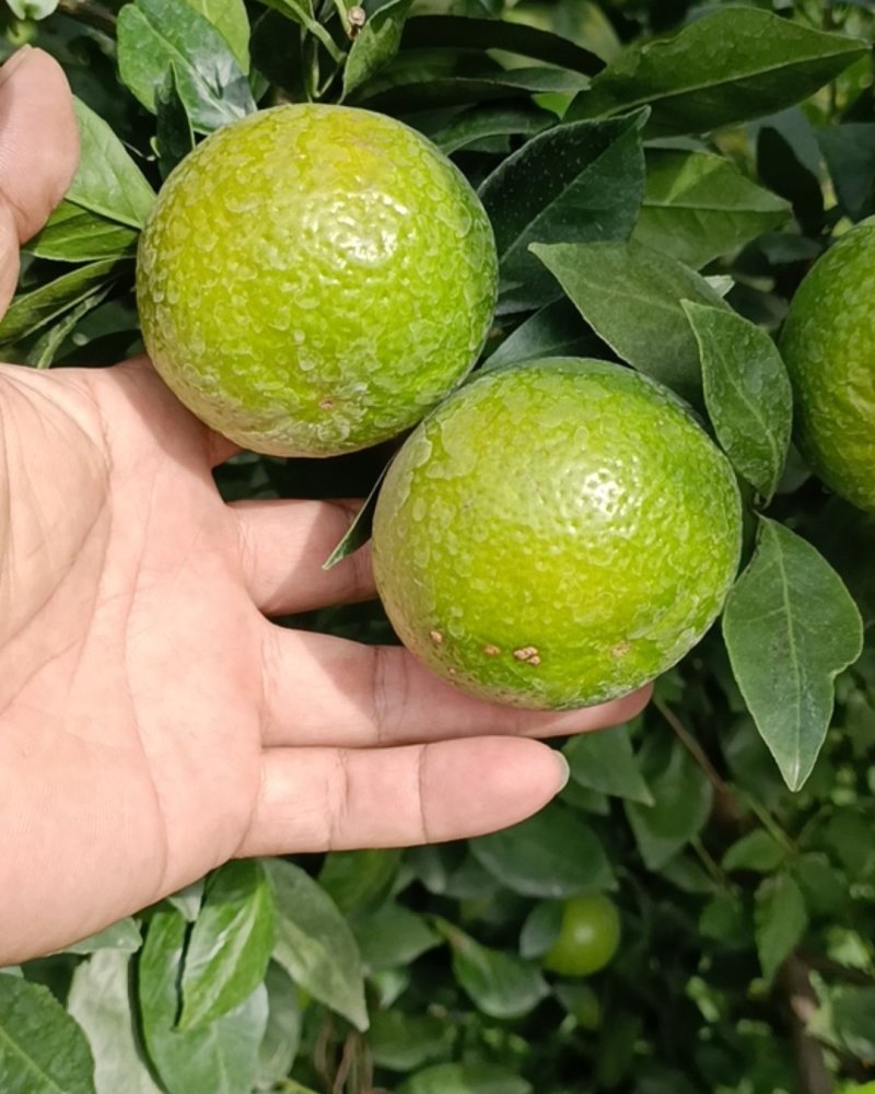皇帝柑