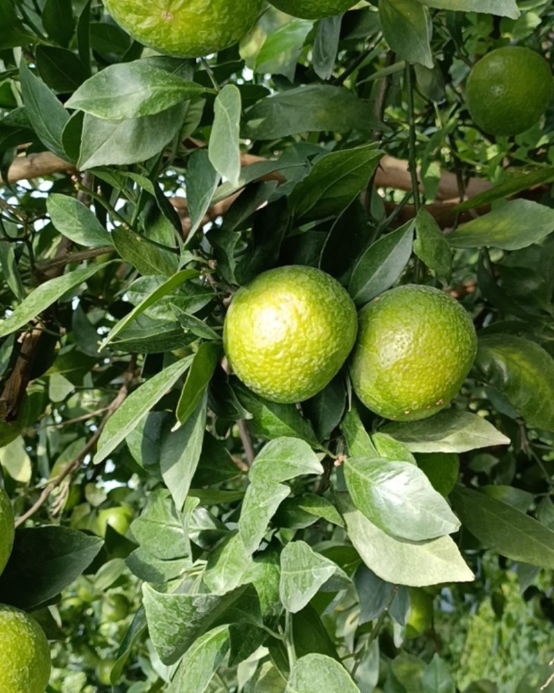 皇帝柑