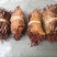 山楂叶茶野生梨楂叶正品天然特级山楂叶子
