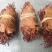山楂叶茶野生梨楂叶正品天然特级山楂叶子