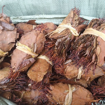 山楂叶茶野生梨楂叶正品天然特级山楂叶子