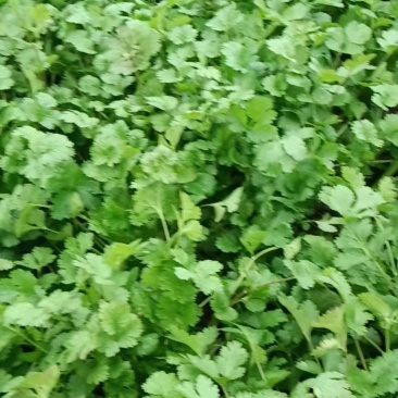 香菜，菠菜
