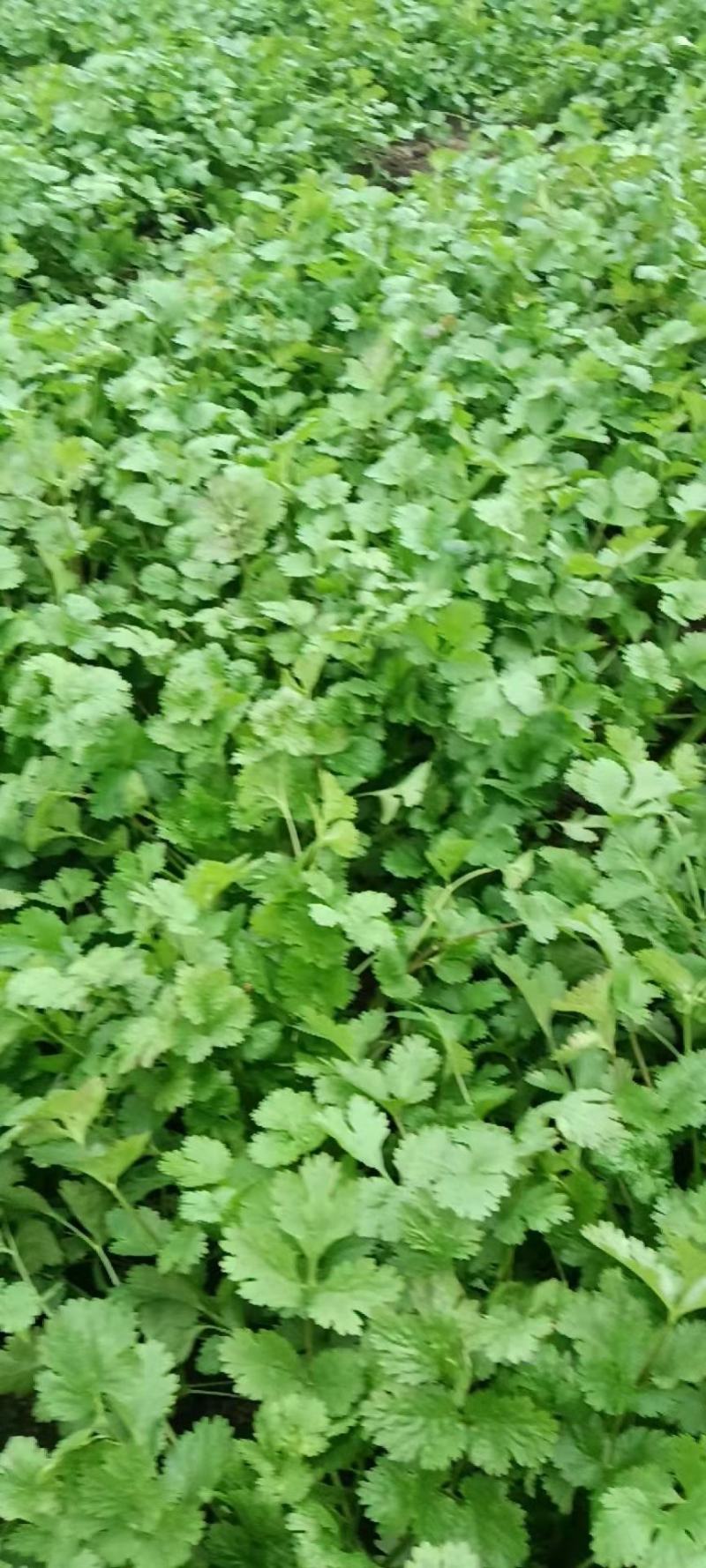 香菜，菠菜