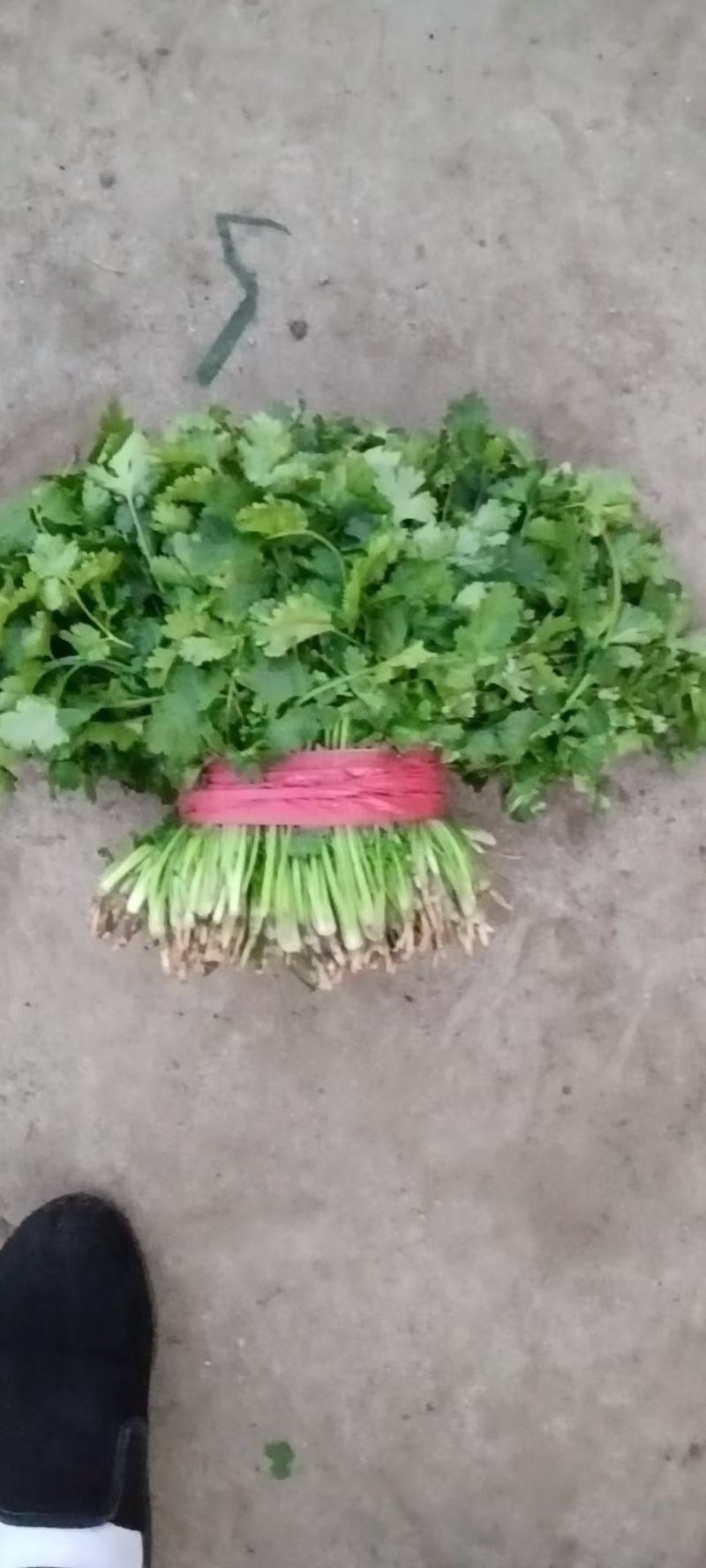 香菜，菠菜