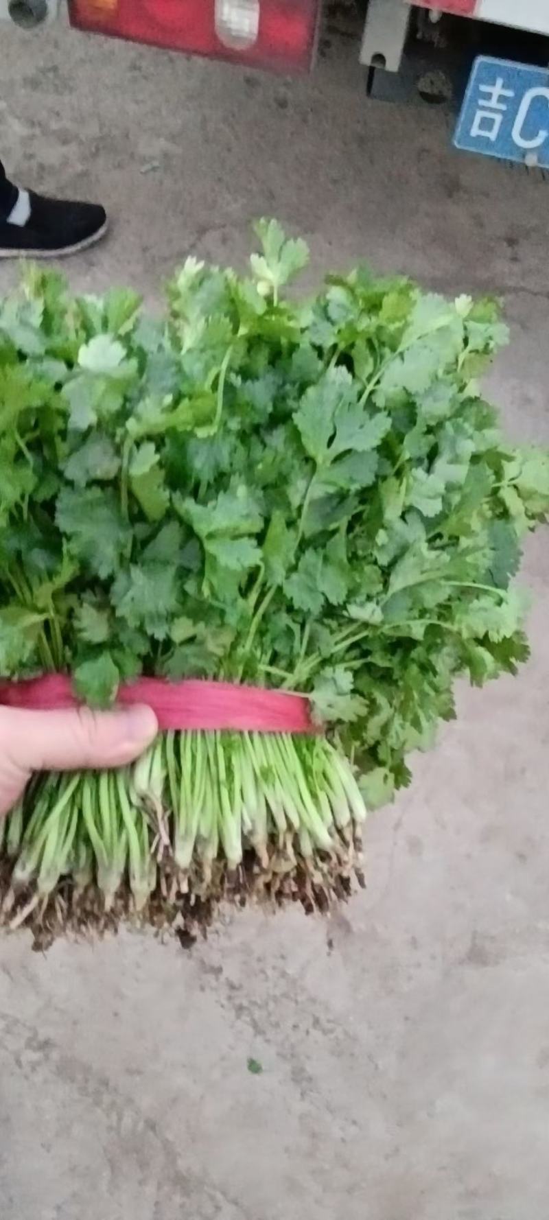 香菜，菠菜