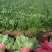 香菜，菠菜