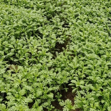 光杆茼蒿菜