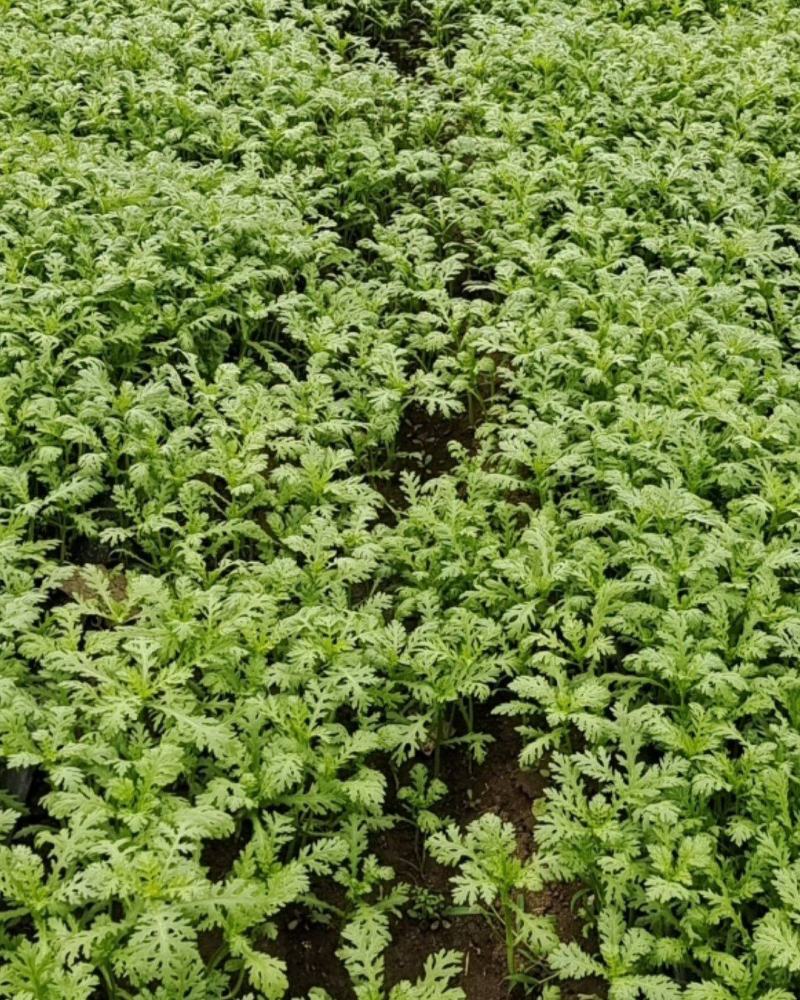 光杆茼蒿菜