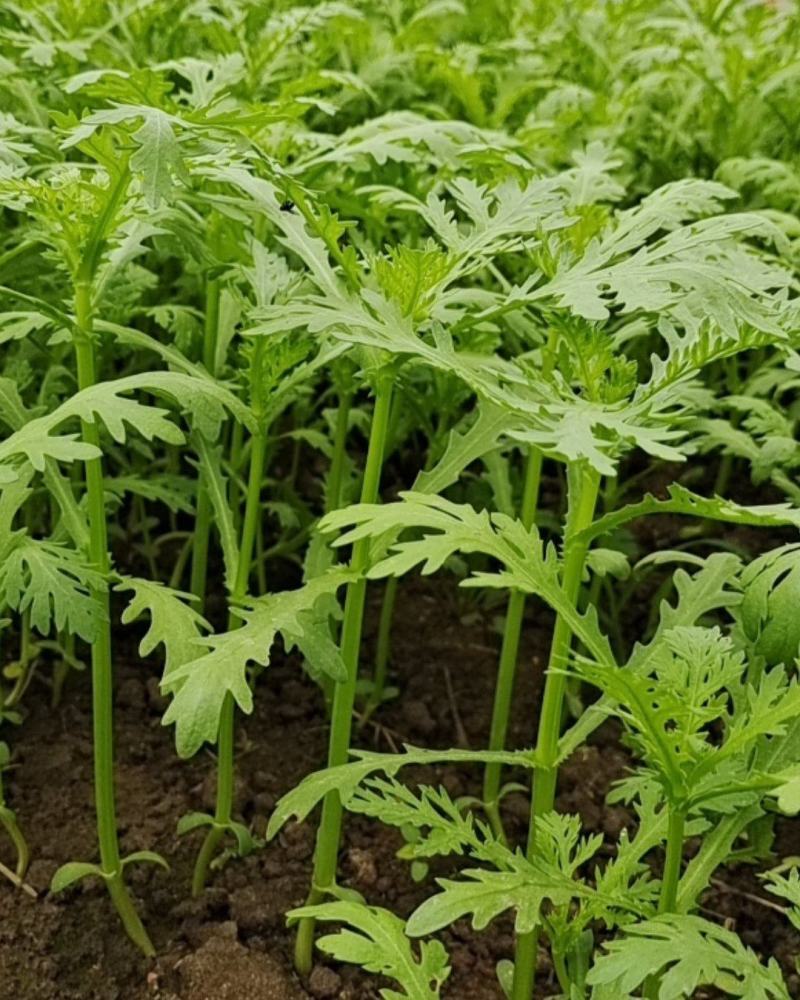 光杆茼蒿菜