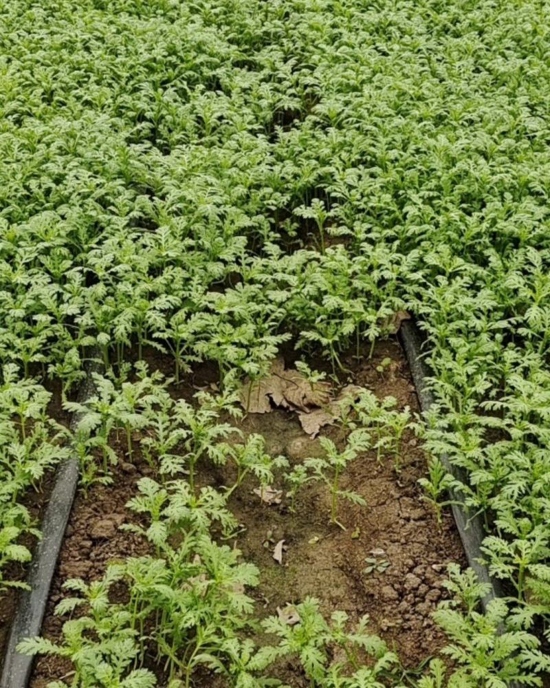 光杆茼蒿菜
