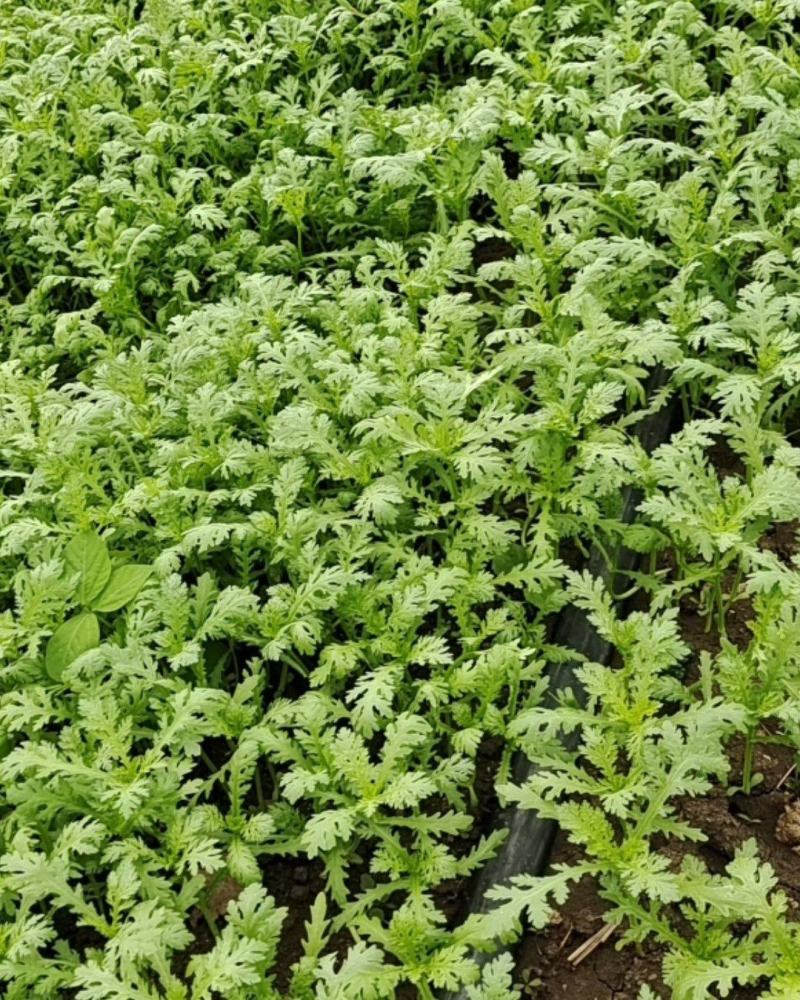 光杆茼蒿菜