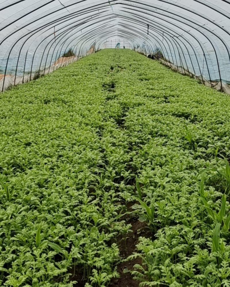 光杆茼蒿菜