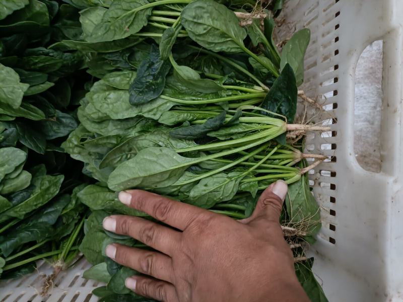 精品小菠菜