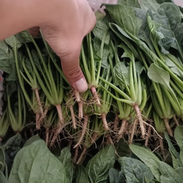 精品小菠菜