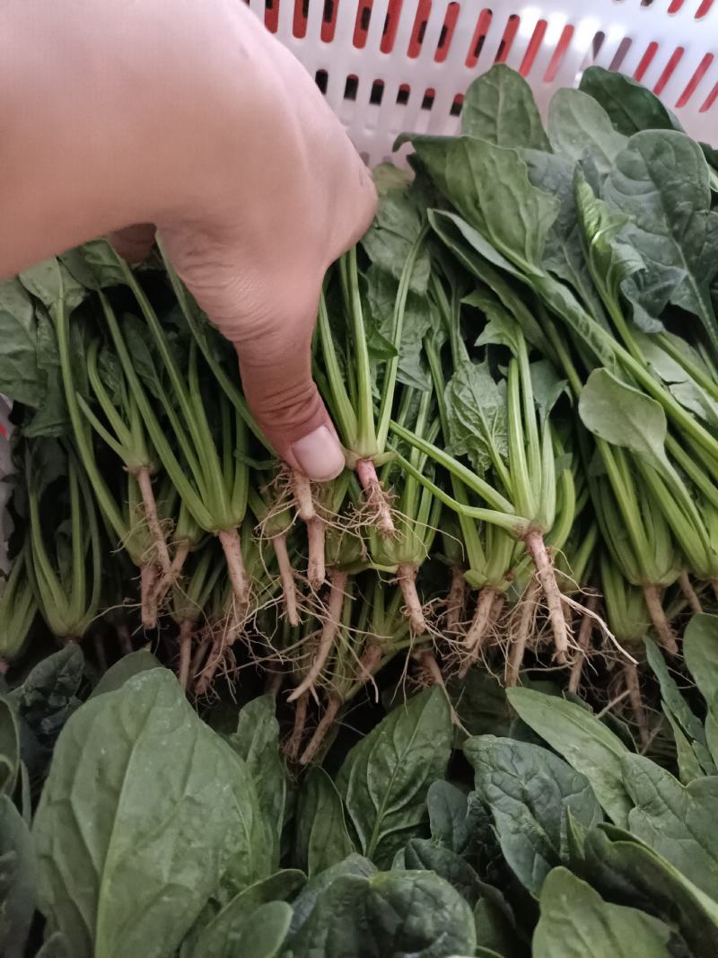 精品小菠菜