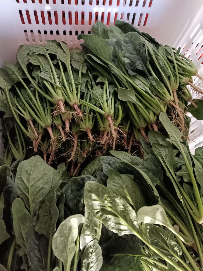 精品小菠菜