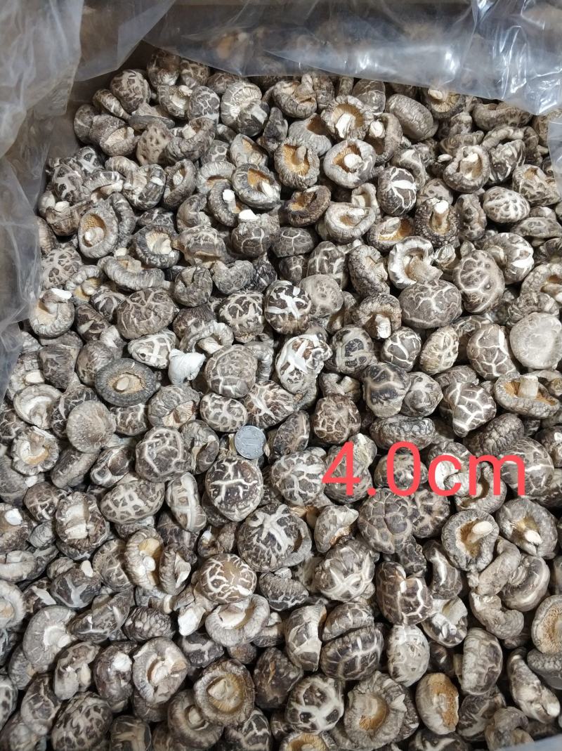【随州花菇】精品手选产地一手货源批发肉厚/味香/剪脚