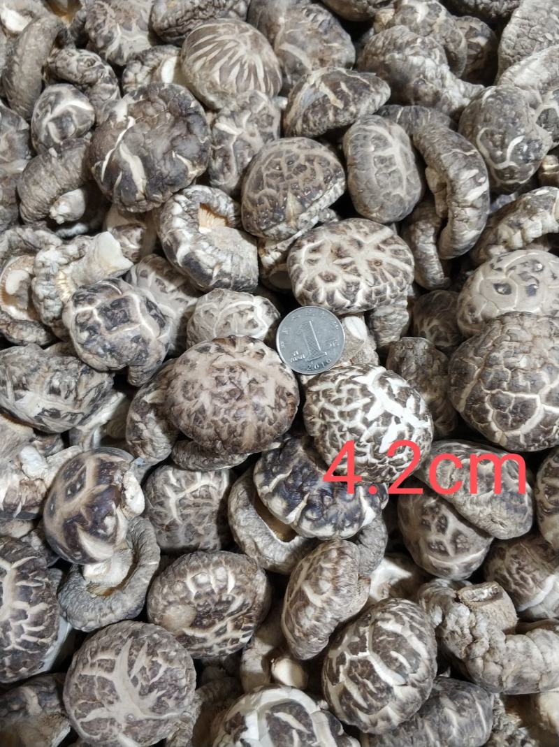 【随州花菇】精品手选产地一手货源批发肉厚/味香/剪脚